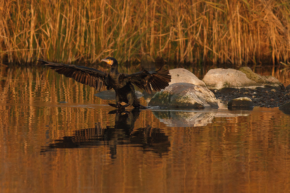 Kormoran