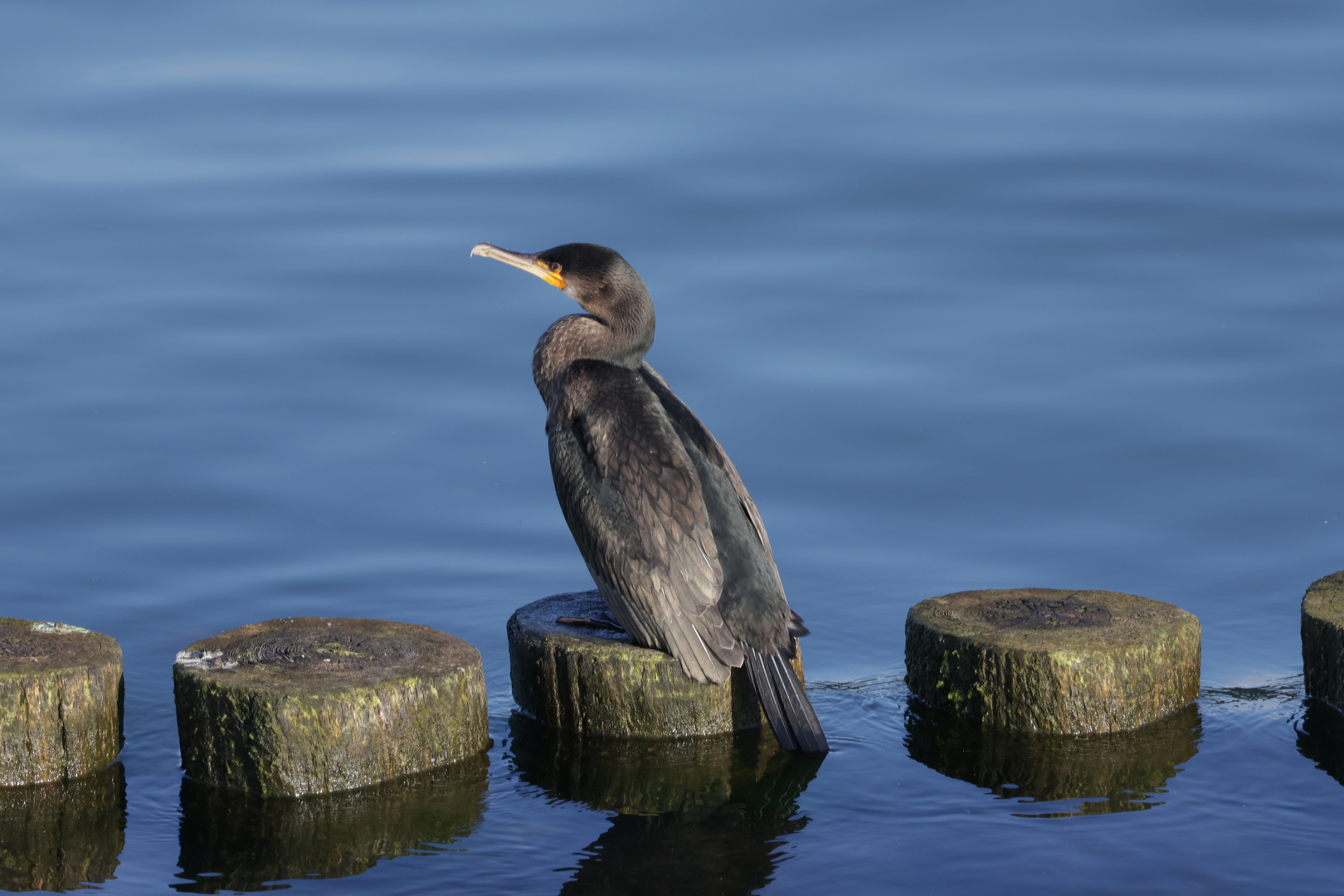 Kormoran