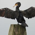 Kormoran......