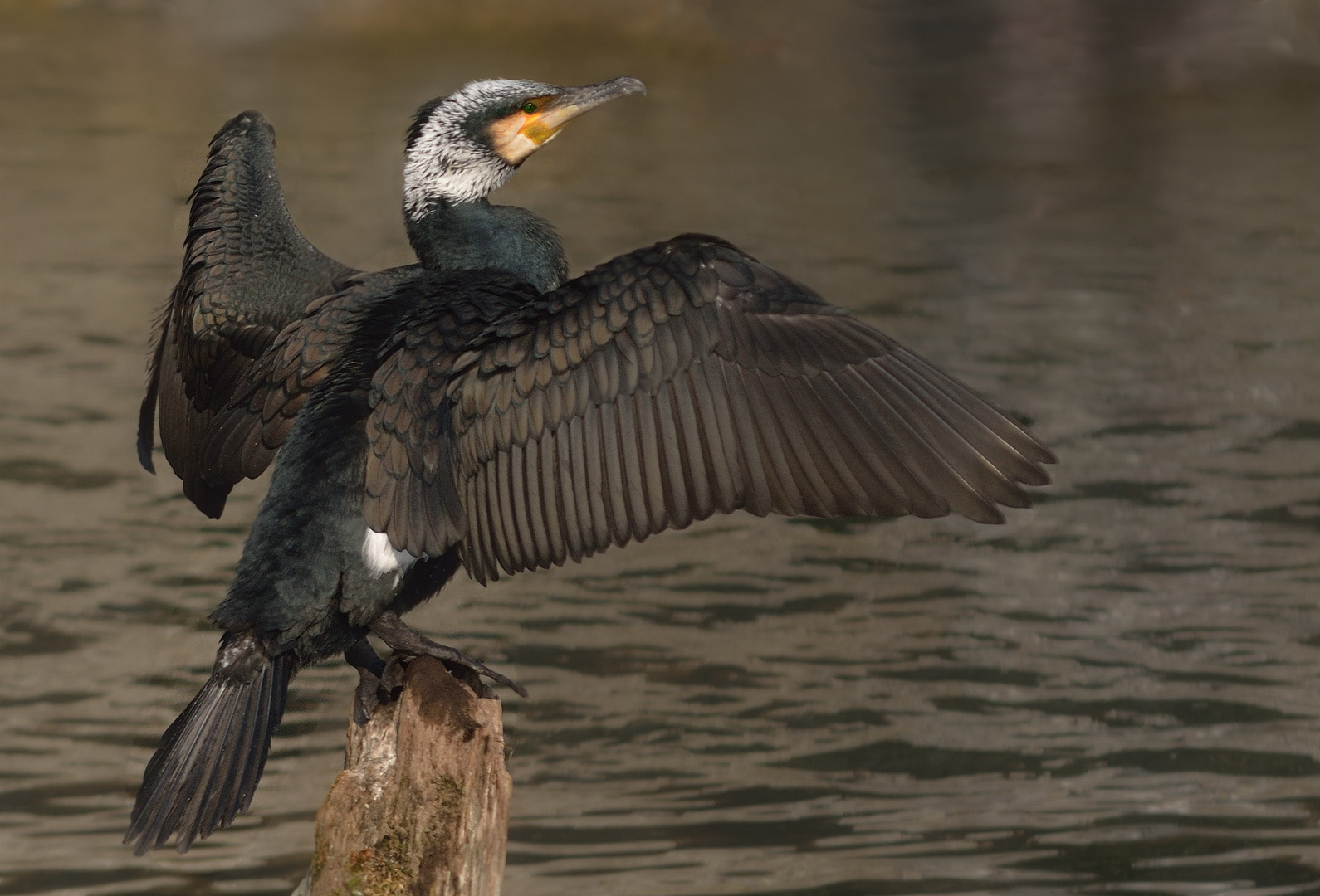 Kormoran