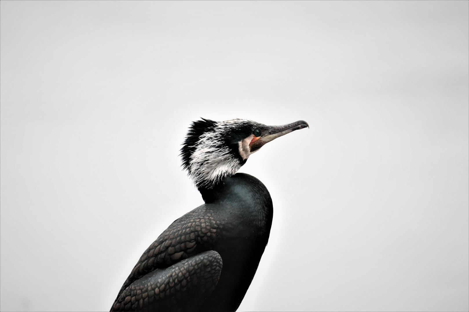 Kormoran