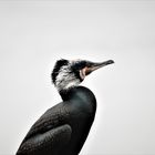 Kormoran