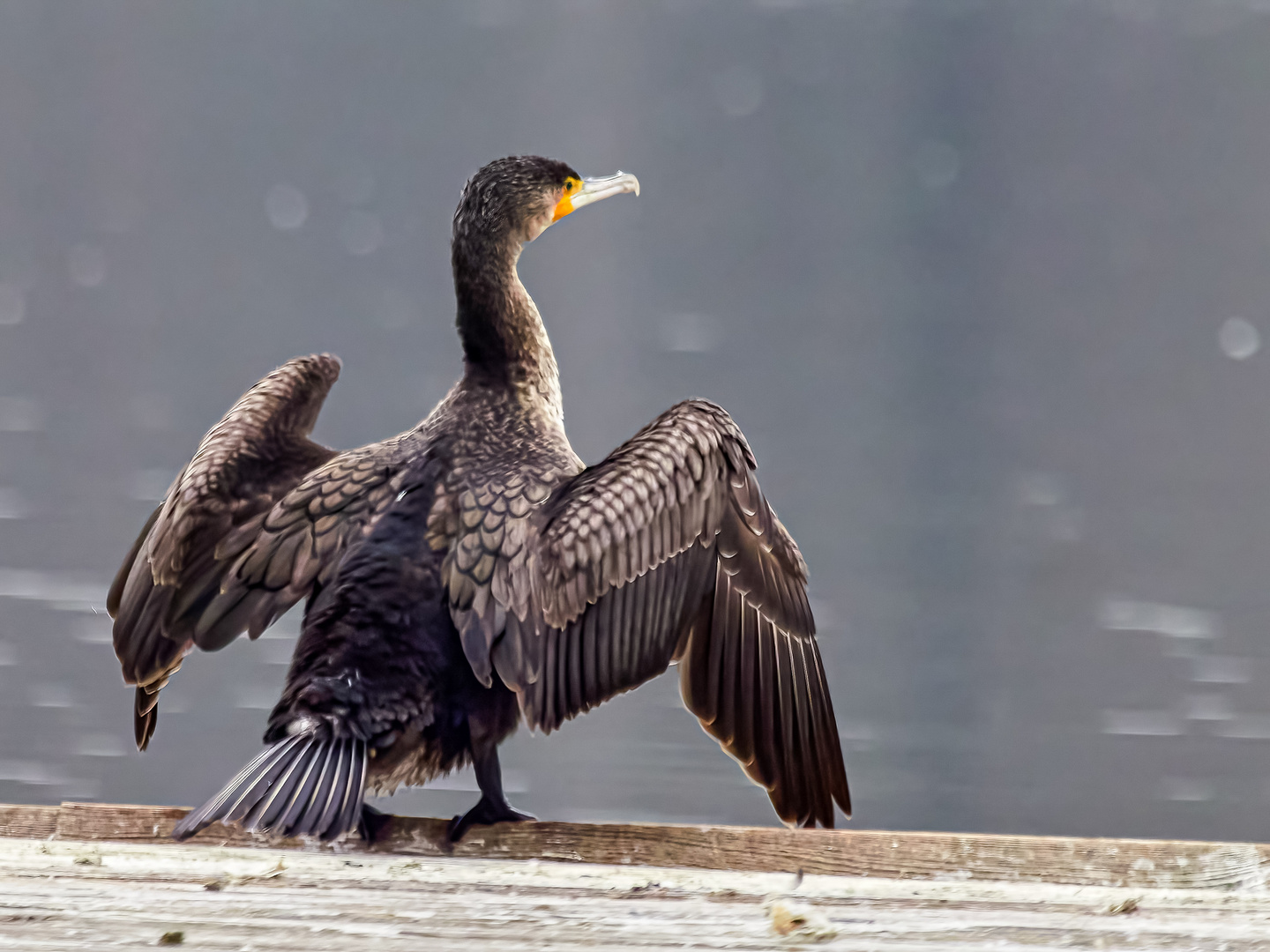 Kormoran 