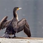 Kormoran 