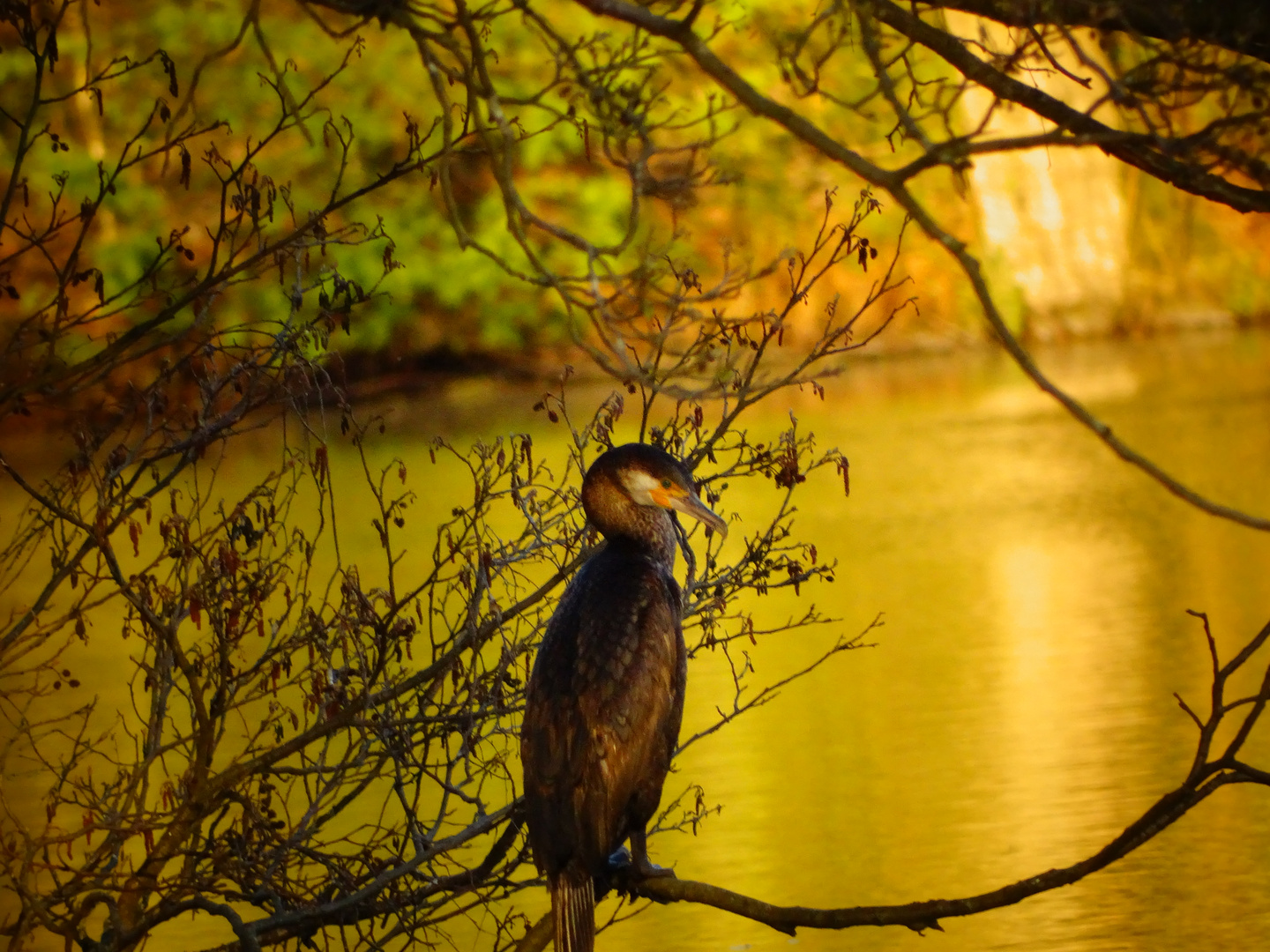 Kormoran