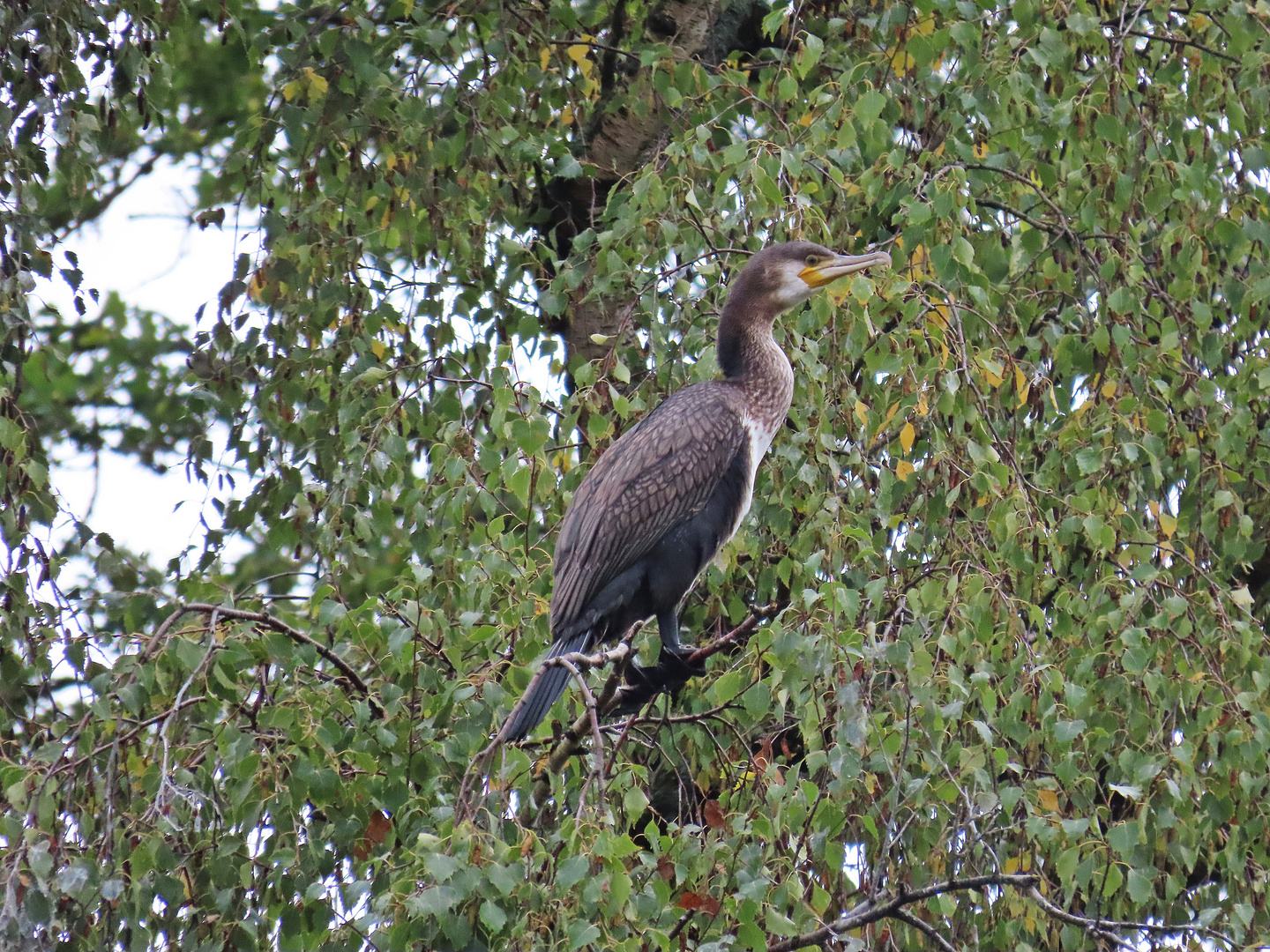 Kormoran (28.09.2022)