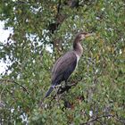 Kormoran (28.09.2022)