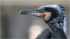 KORMORAN