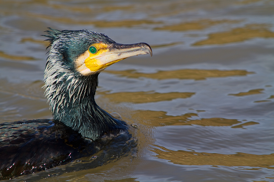 Kormoran