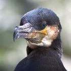 Kormoran