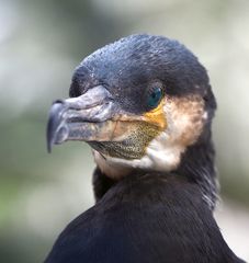 Kormoran