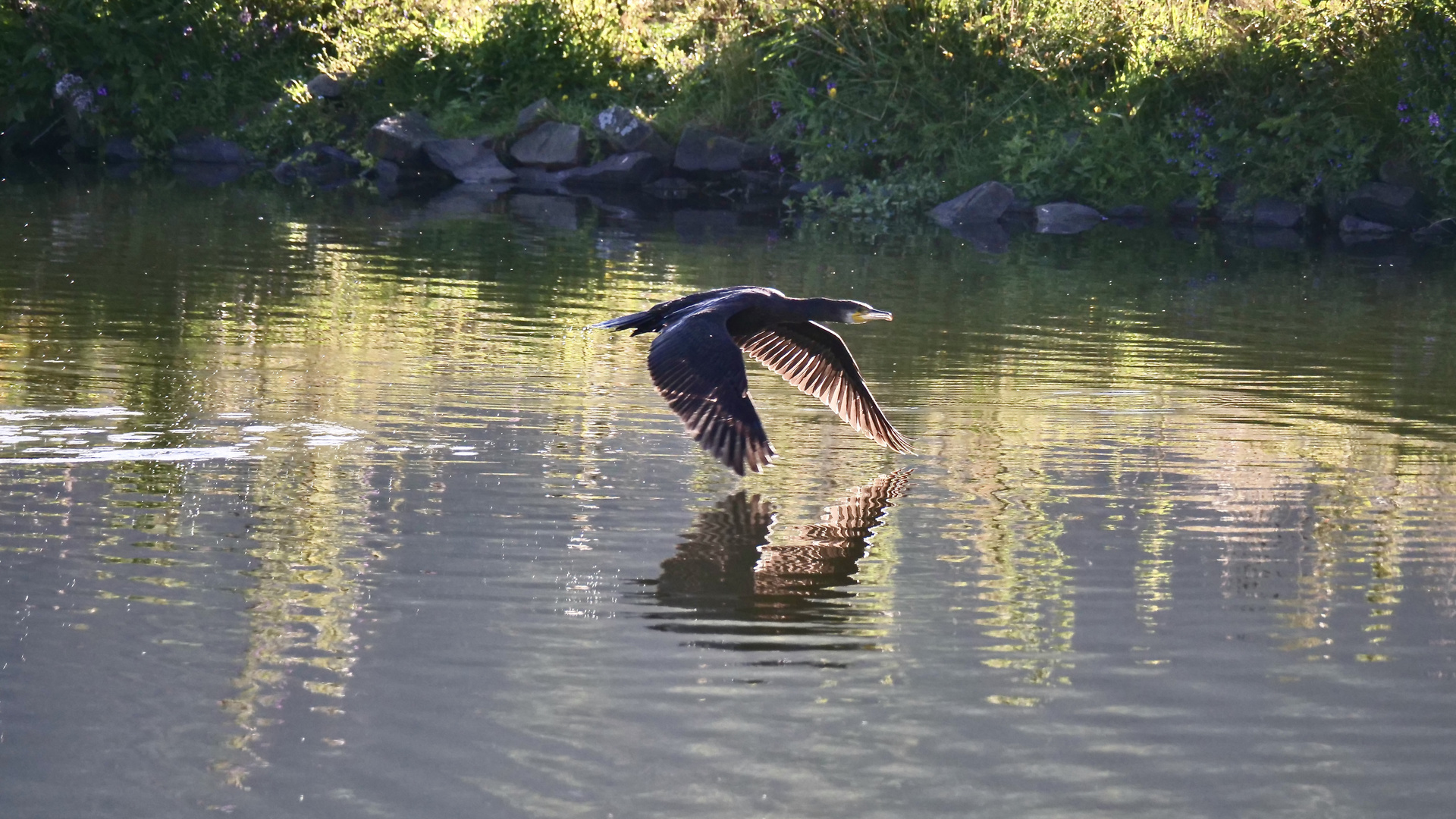 Kormoran