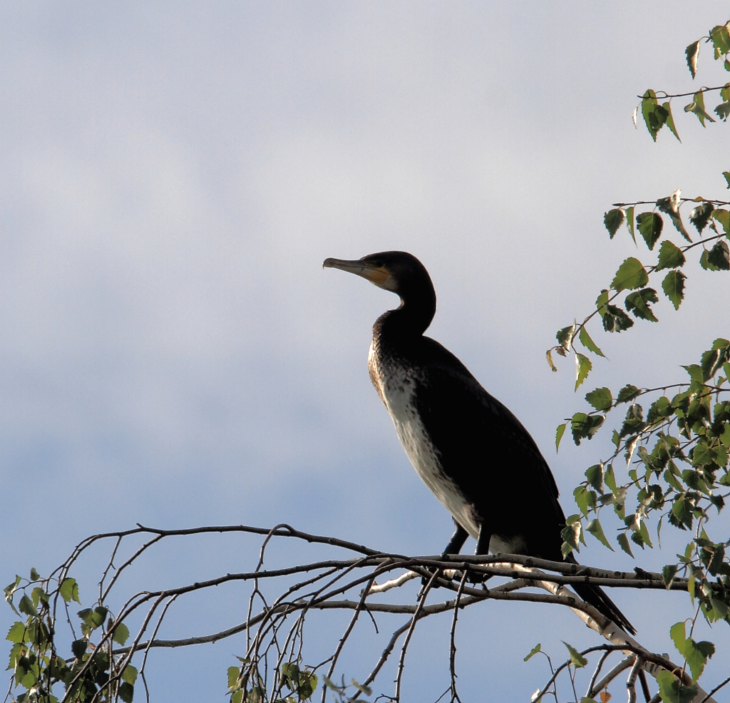 Kormoran