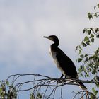 Kormoran