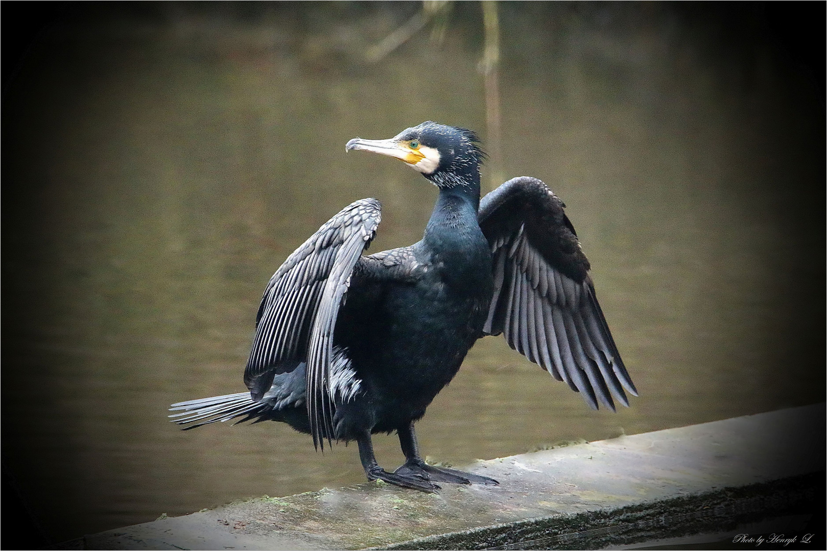 Kormoran Foto & Bild | tiere, wildlife, wild lebende vögel Bilder auf ...