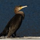 Kormoran