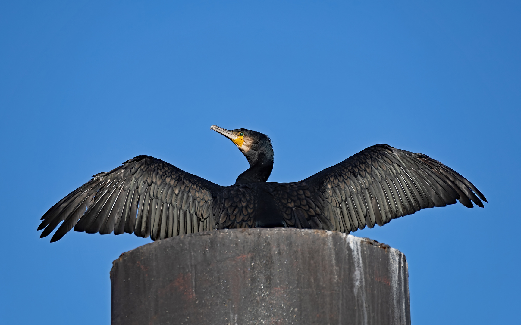 Kormoran