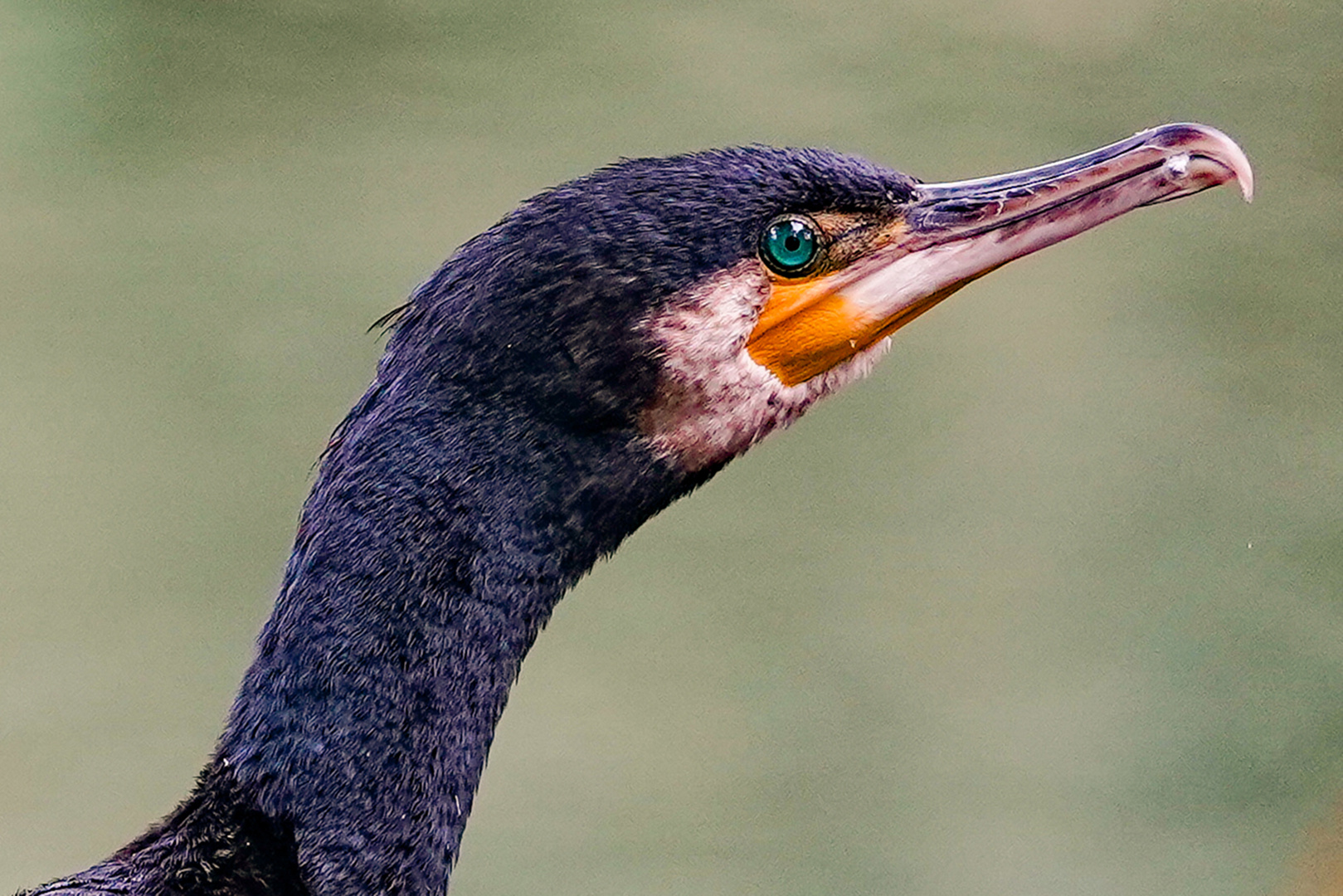 Kormoran