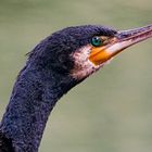 Kormoran