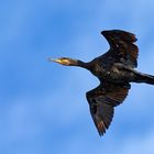 Kormoran