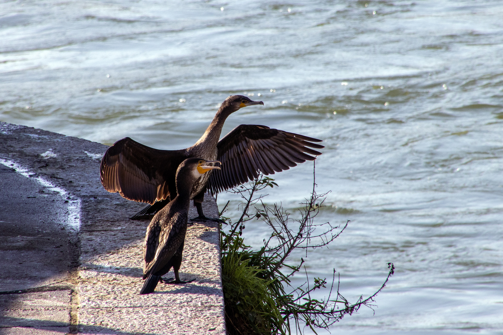 Kormoran