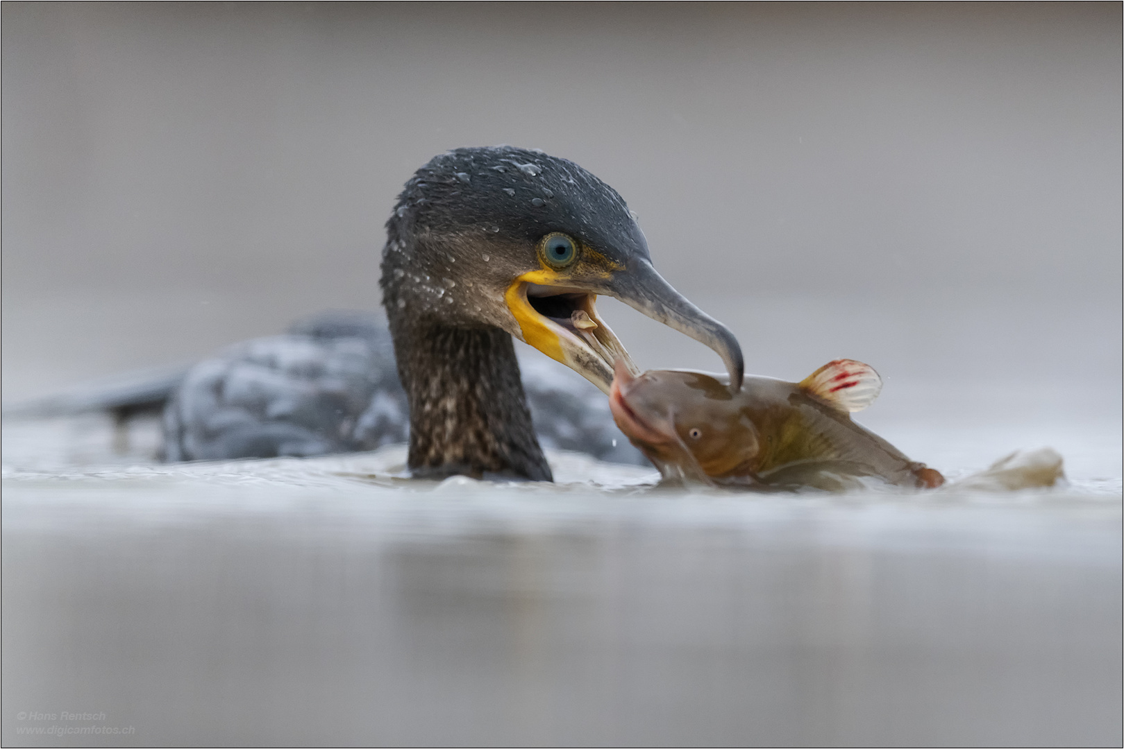 Kormoran