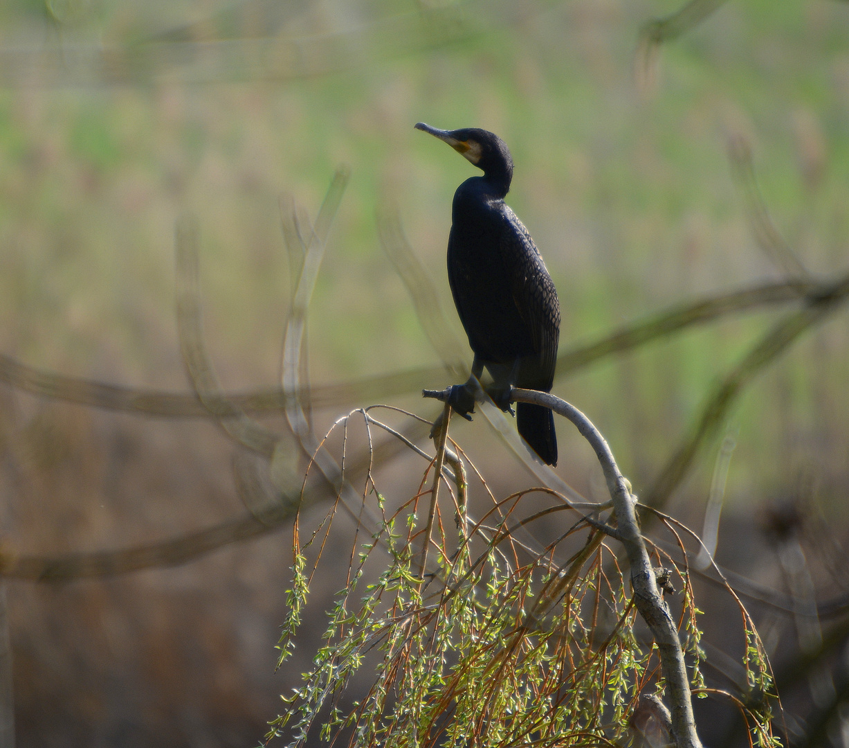 kormoran