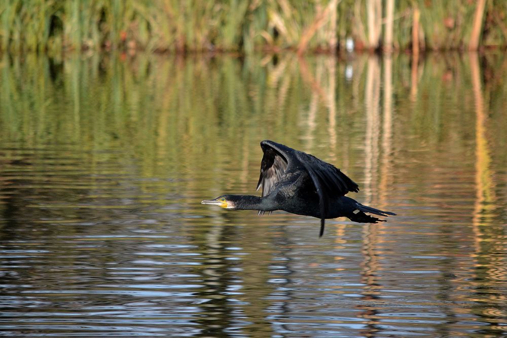 Kormoran