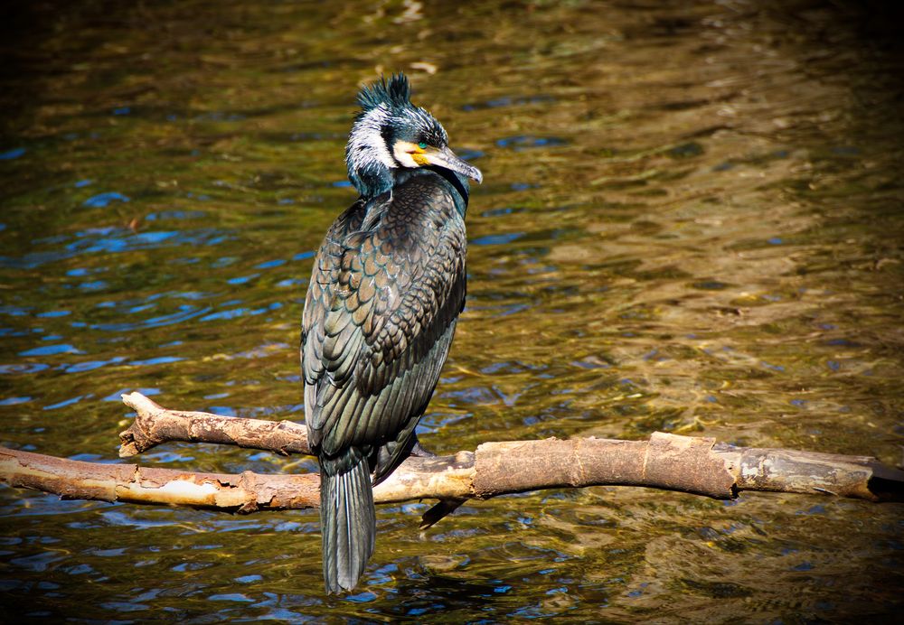 Kormoran