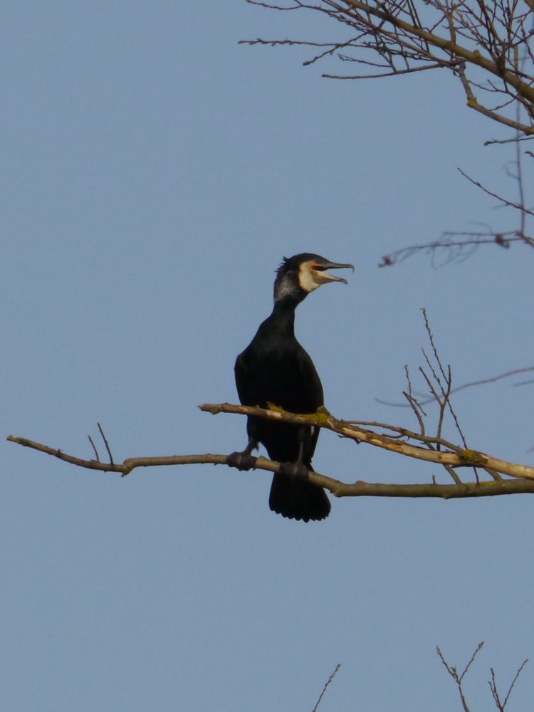 Kormoran