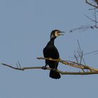 Kormoran