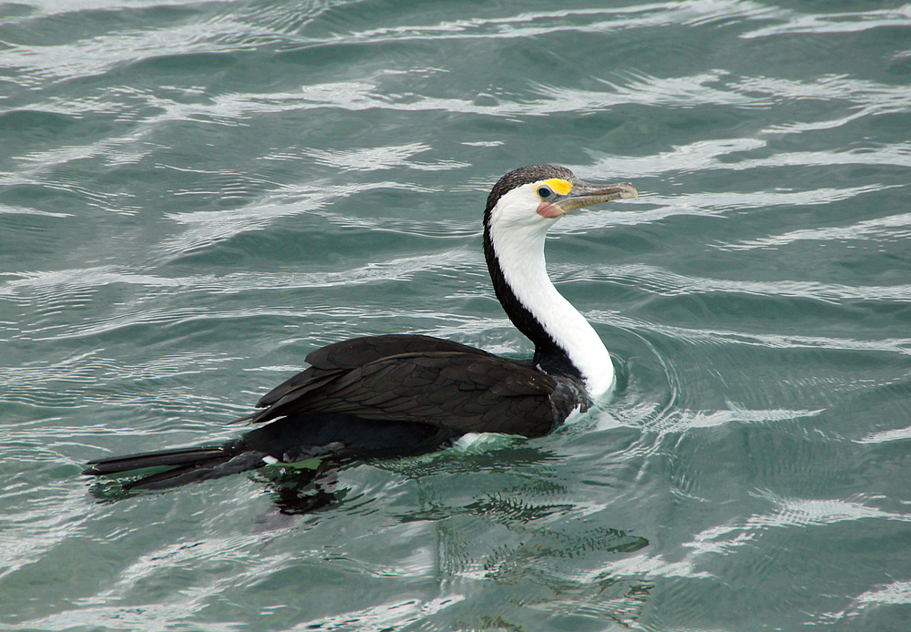 ..Kormoran 3..