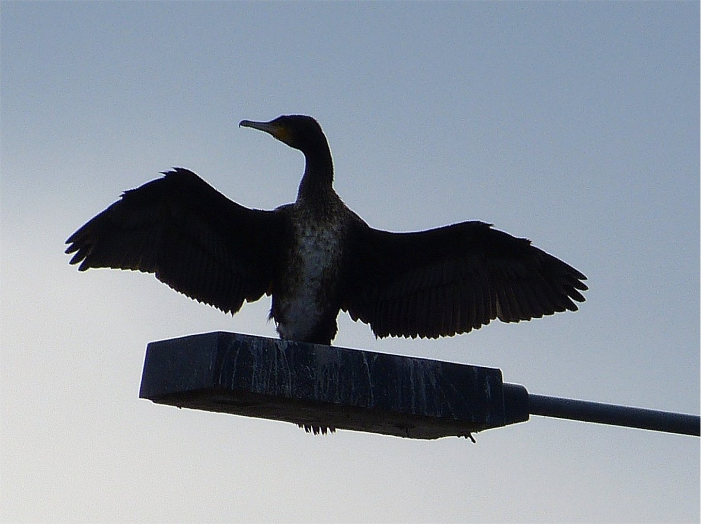 Kormoran 3