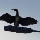 Kormoran 3