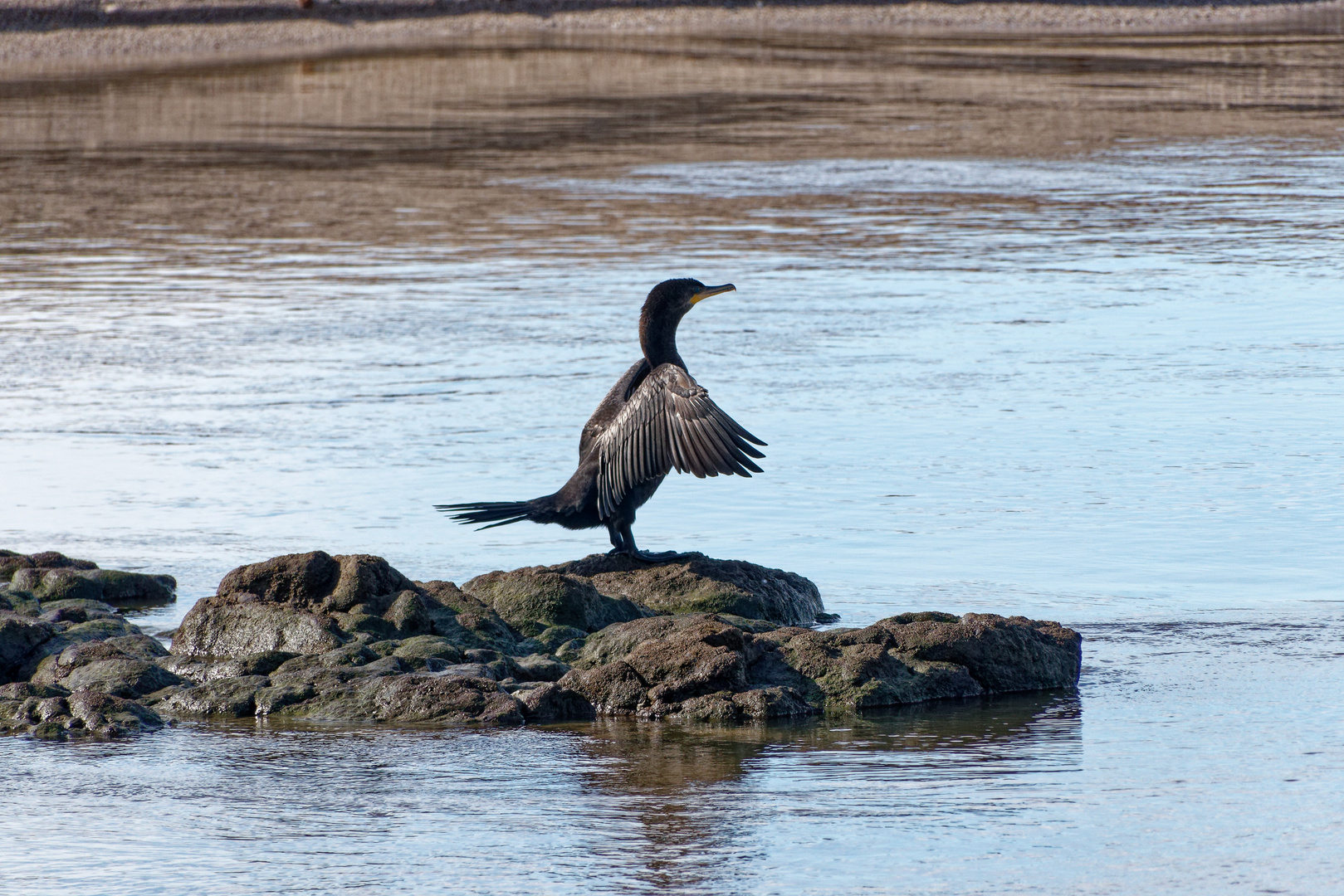 Kormoran