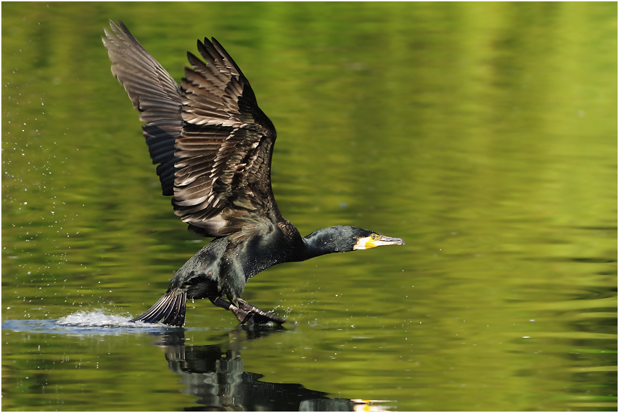 Kormoran