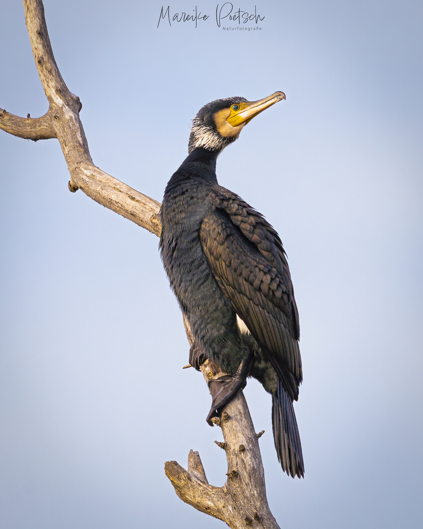 Kormoran