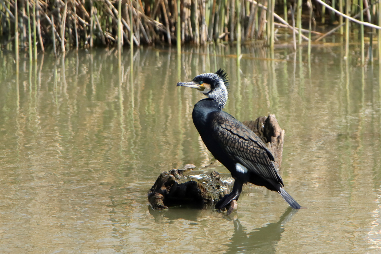 Kormoran