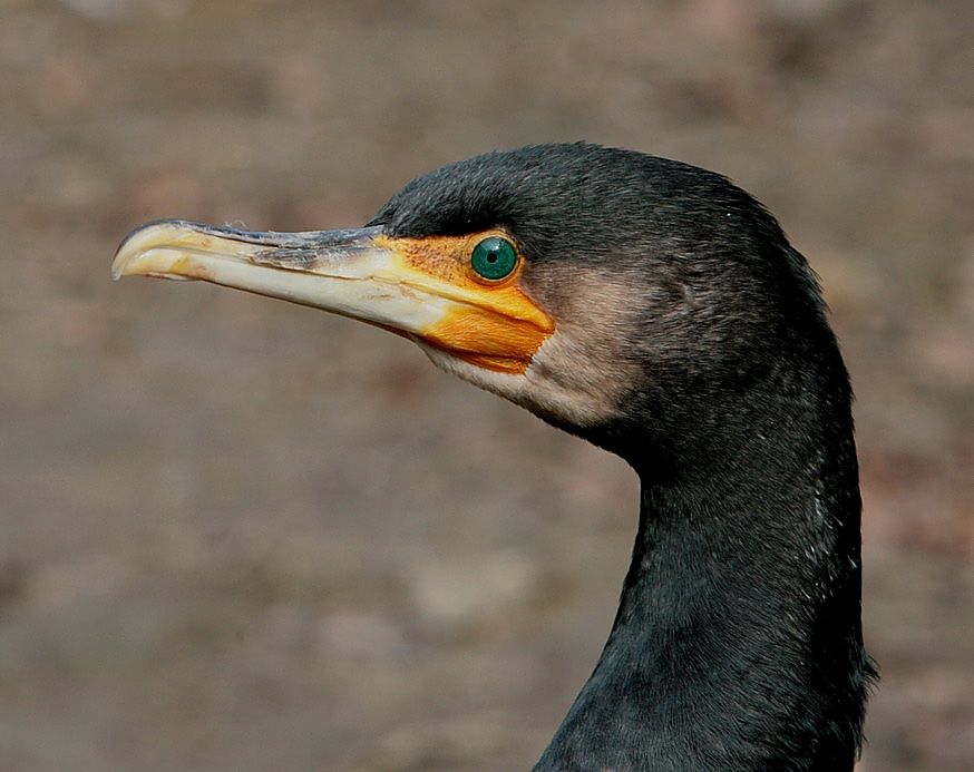 kormoran