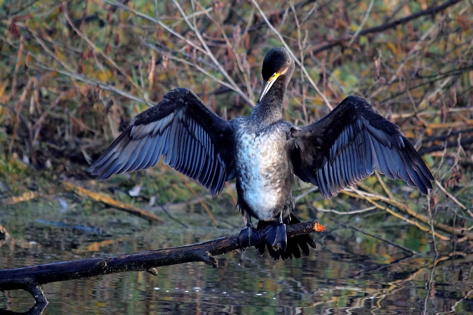 Kormoran