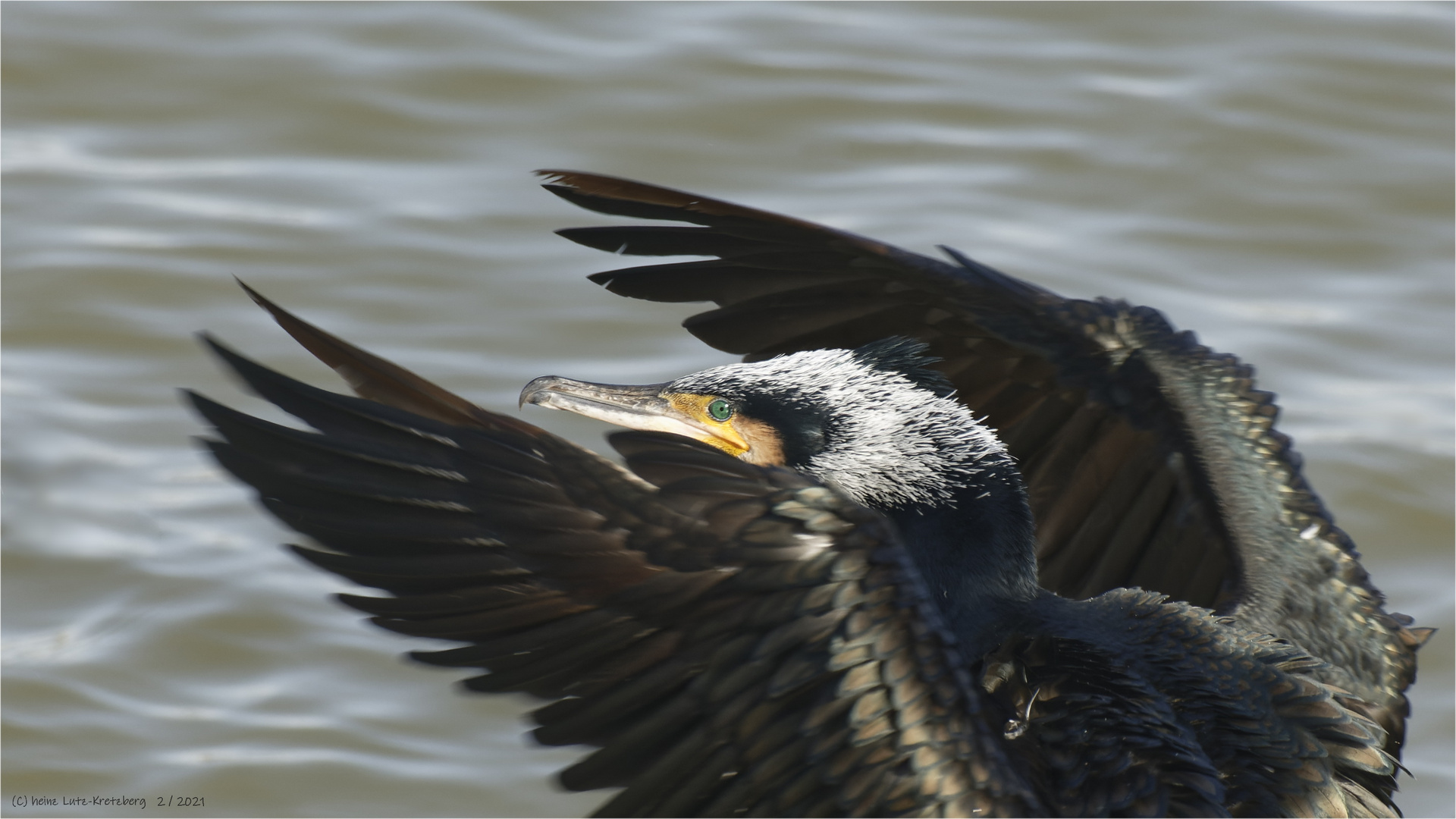 Kormoran