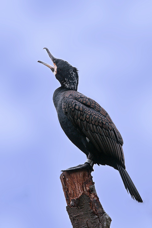 Kormoran