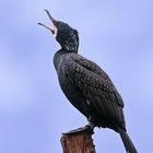 Kormoran