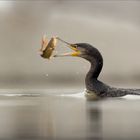 Kormoran