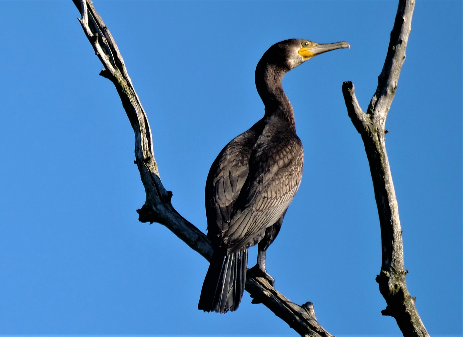 Kormoran