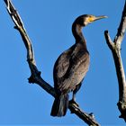 Kormoran