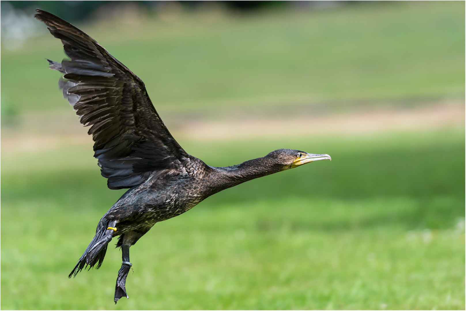 Kormoran