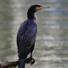 Kormoran