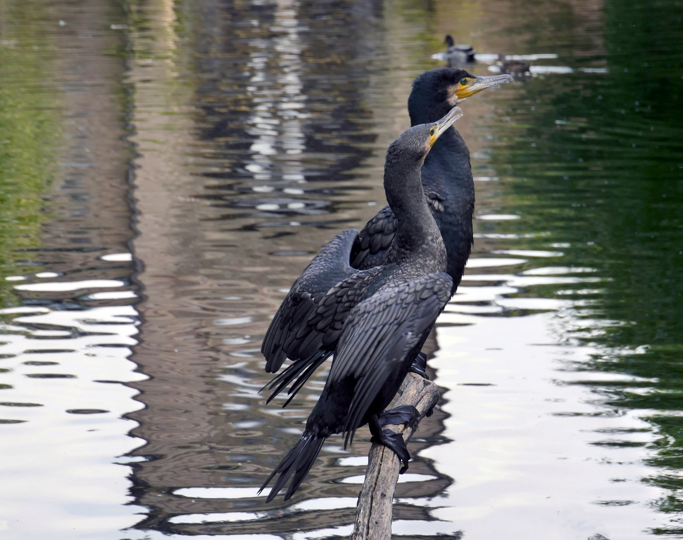 Kormoran