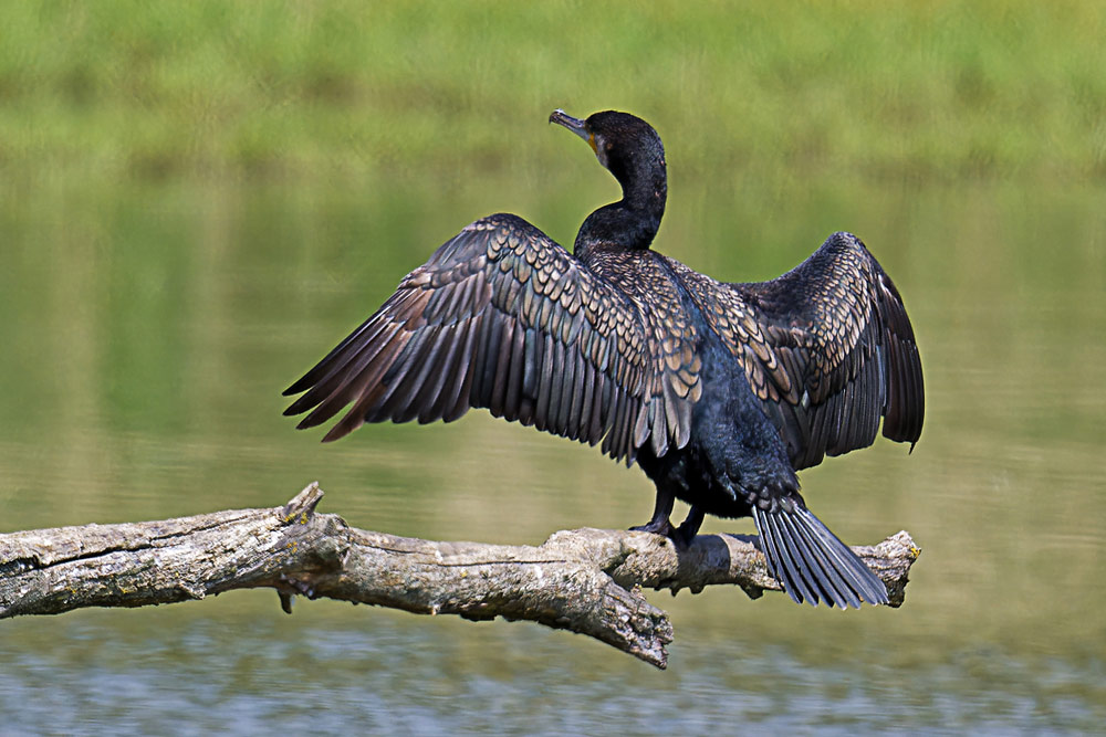 KORMORAN